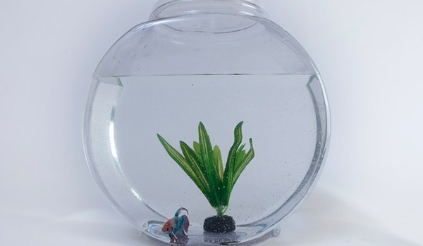 Com transportar els teus peixos de forma segura
